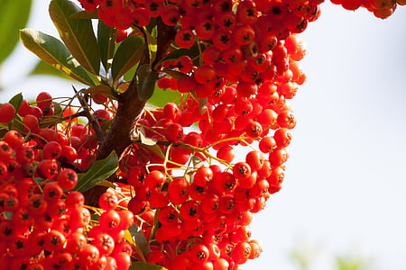low angle view of bunch of round red fruit tree