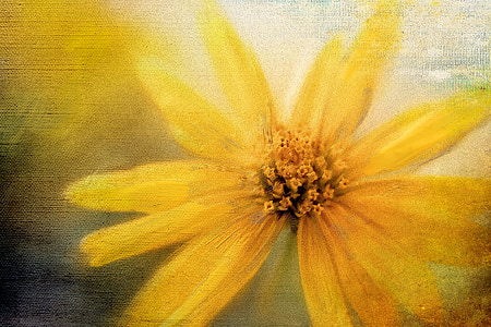 closeup photography of yellow daisy flower painting