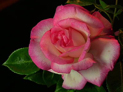pink rose photo