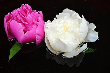 two pink and white roses floating on water