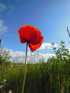 red poppy closeup photography at daytime
