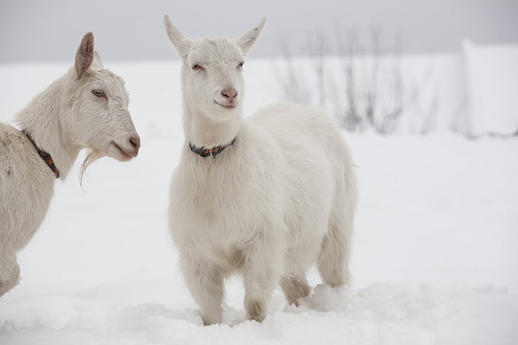 two white goats on ice graphic wallpaper