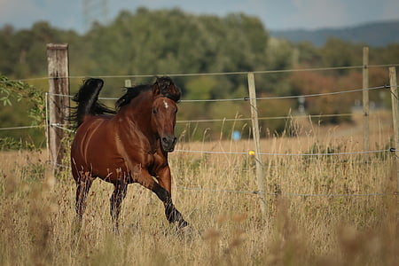 brown horse running on green grass