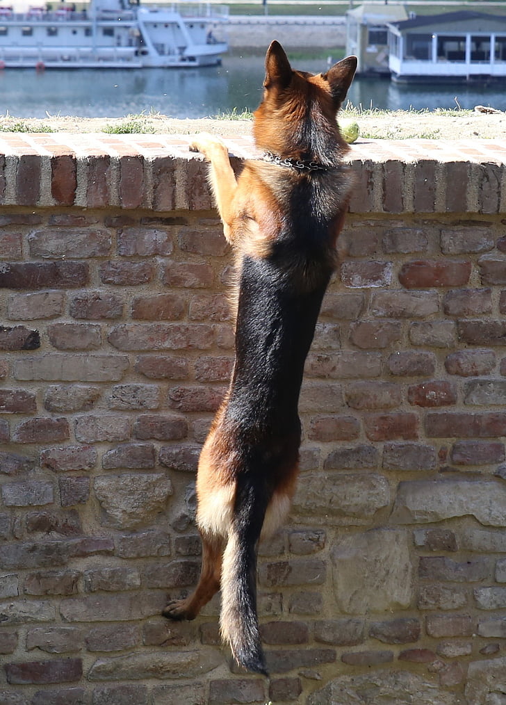 black and tan German shepherd climbing on wall
