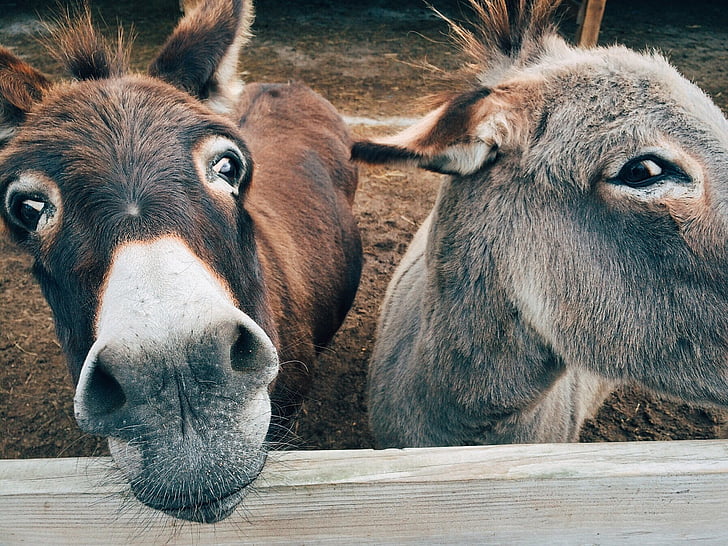 brown and gray donkeys
