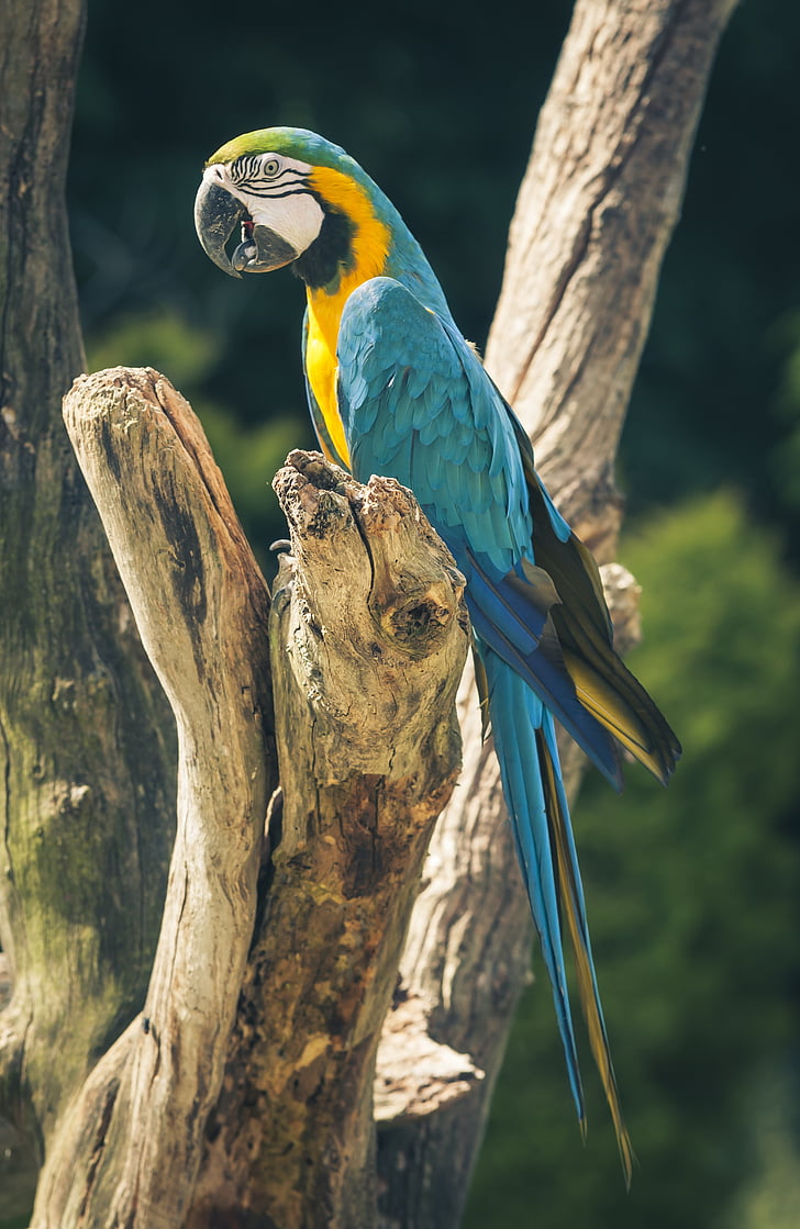 blue and gold macaw on brown tree