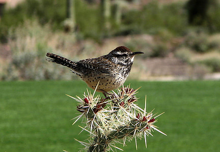 brown bird on cactus plant