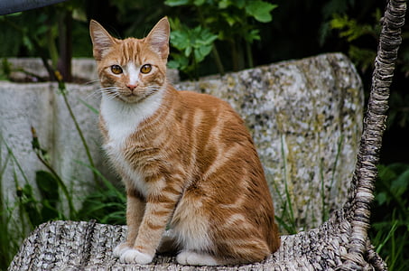 orange tabby cat on brown wicker chair