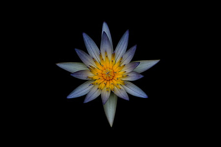 blue and yellow waterlily flower