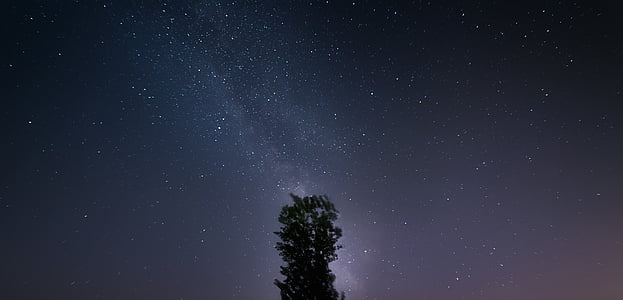 green leaf tree under the sky with stars