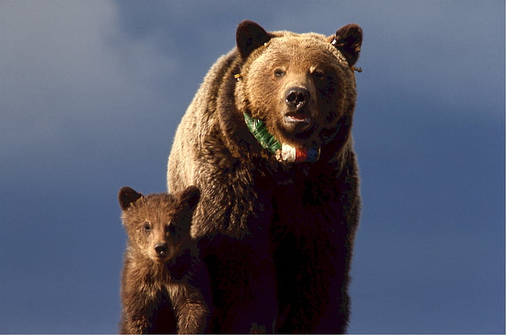 grizzly bear with cub under cloudy blue sky during daytime