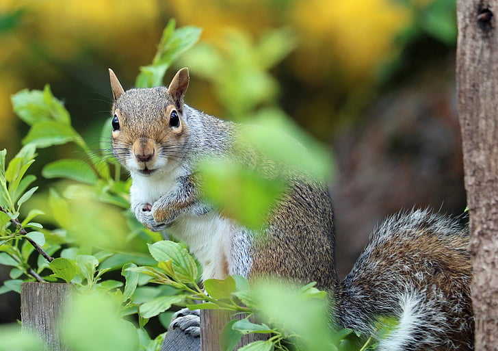 brown squirrel on green plant