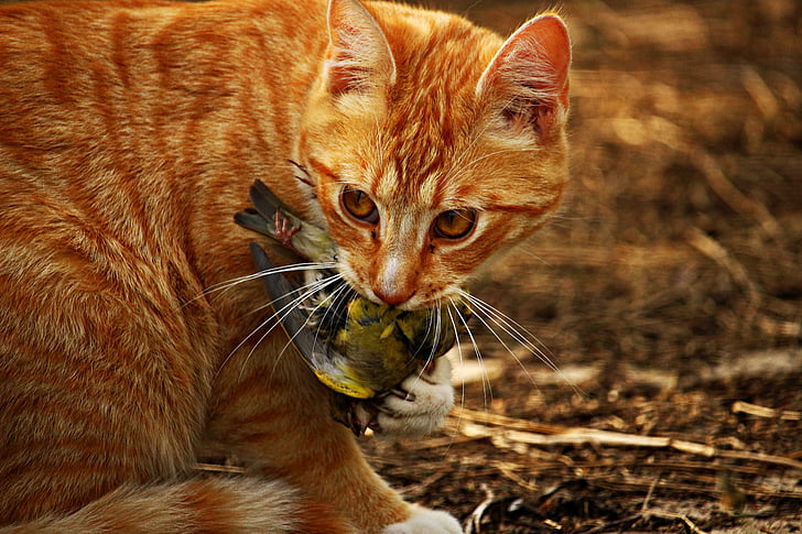 closeup photo of orange tabby cat eating bird