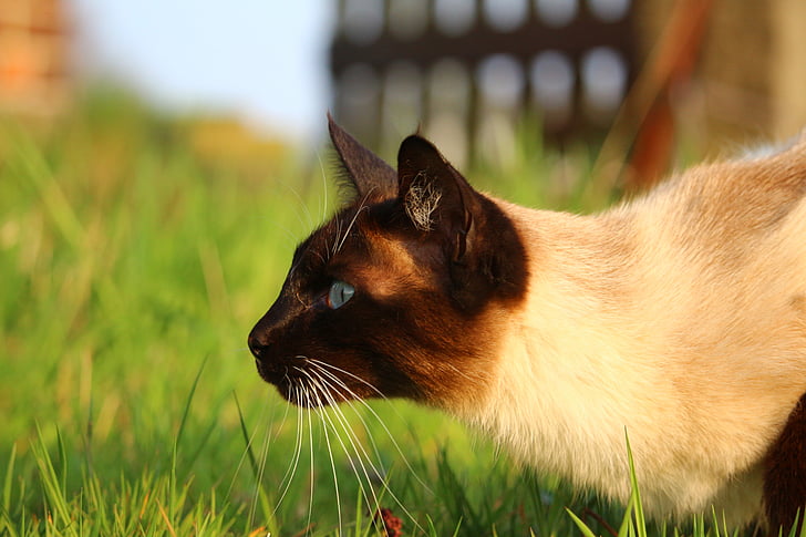 white and black Siamese cat on green grass