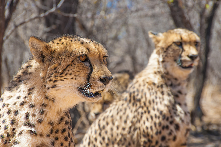two cheetahs near bare trees during day