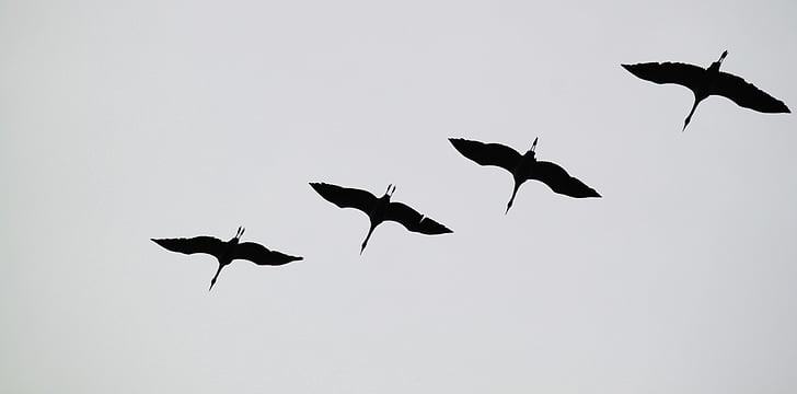 silhouette and low angle photography of four cranes flying