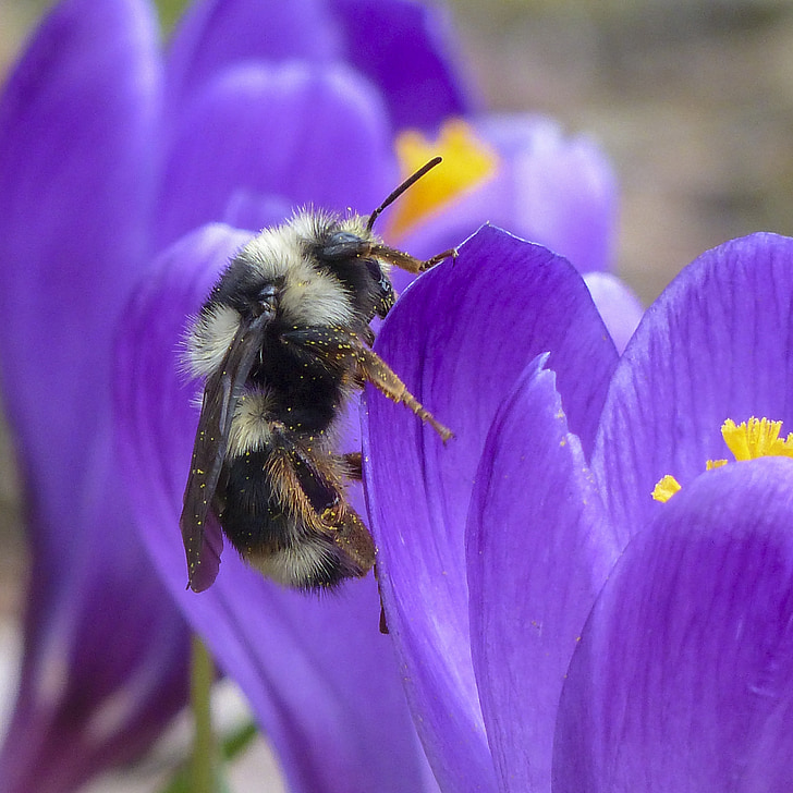 bumblebee perched on purple petaled flowers