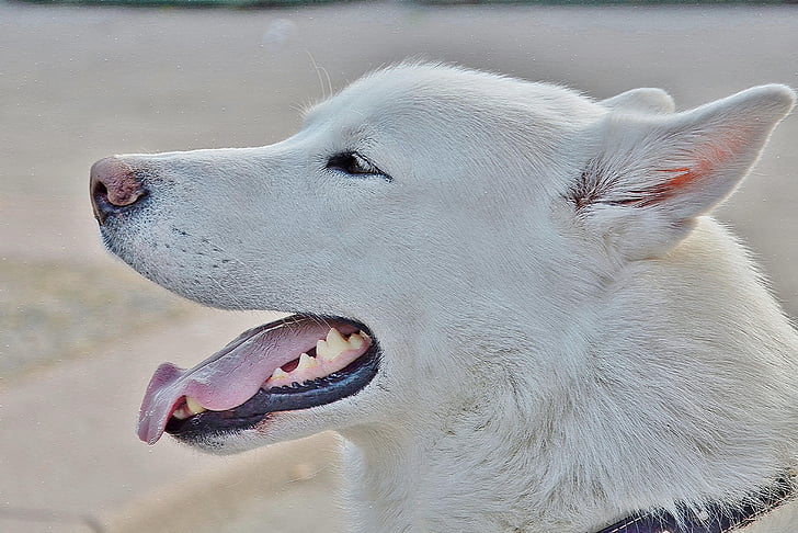 adult white Siberian husky close-up photo during daytime