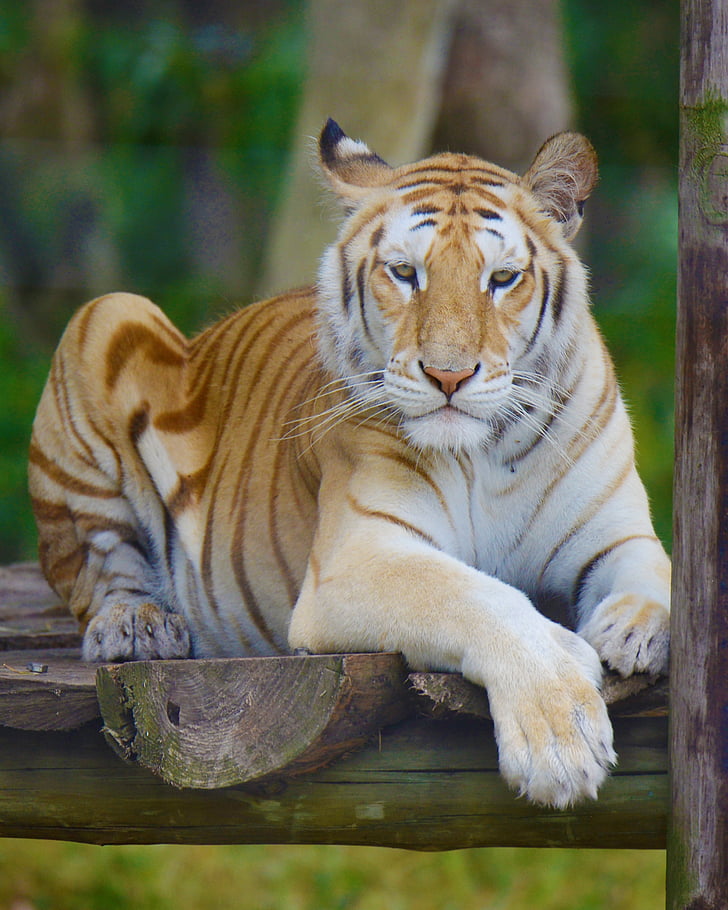 tiger on brown wood