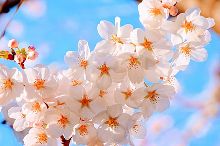 white flowers during daytime