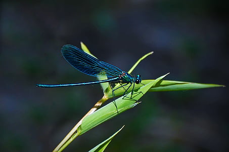 selective focus photography of blue damselfly perched on green leaf