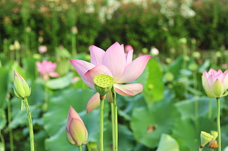 focused photo of pink and green lotus flower