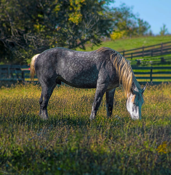 black and brown horse eating grass