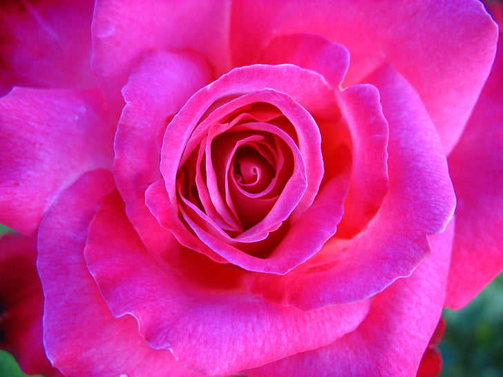 photo of pink multi-petaled flower