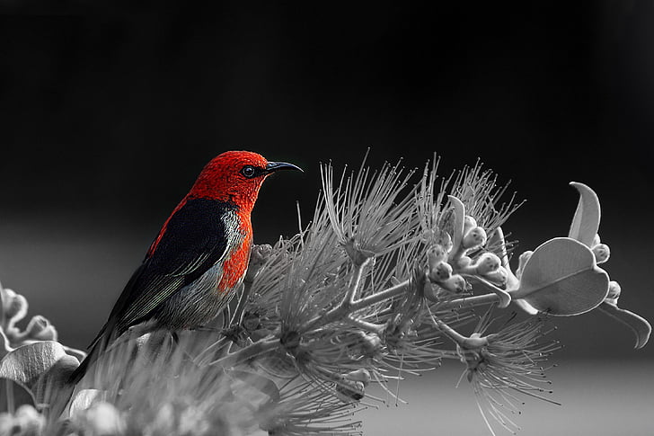 selective color photography of bird on flowers