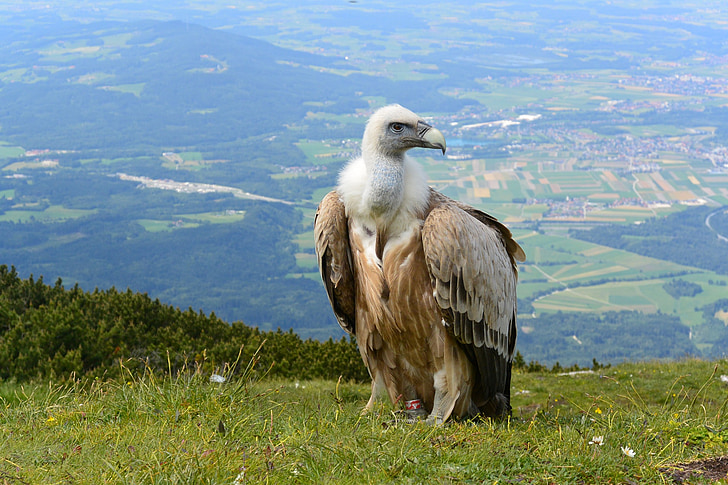 brown and white vulture