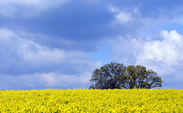 yellow rapeseed flower field near trees under blue sky