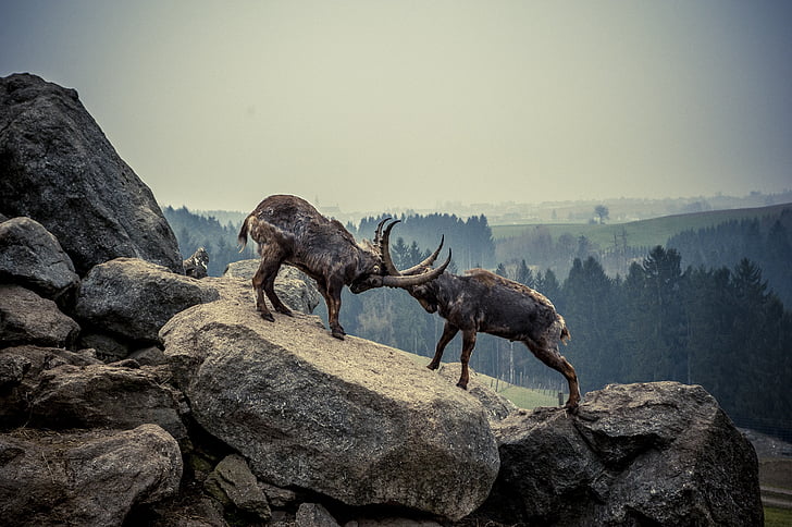 two rams standing on rocks during daytime
