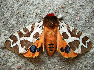garden tiger moth