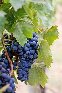 focus photography of purple grapes