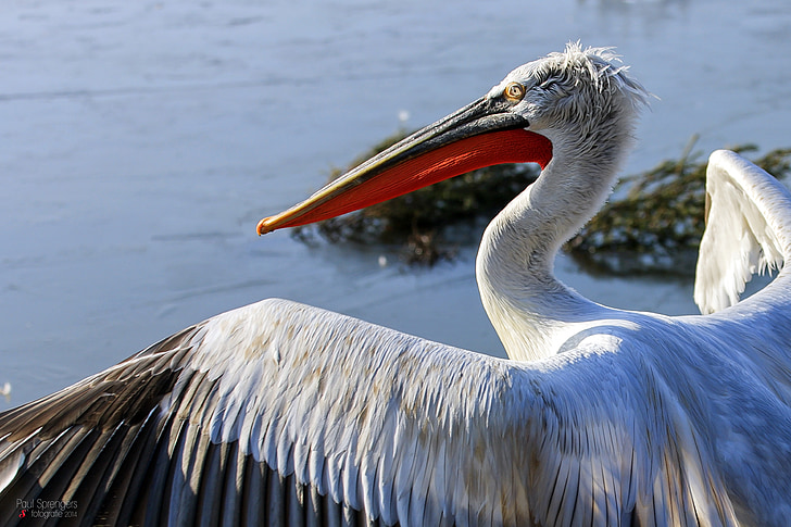 white and red pelican near water