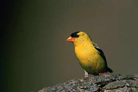 yellow and black bird on brown wooden surface