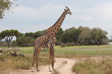 giraffe near green grass during daytime