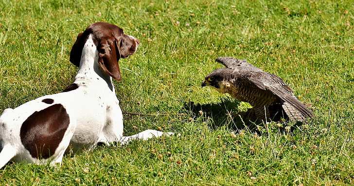 medium dog lying on lawn with hawk