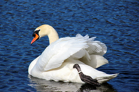 white mute swan beside black and white duck
