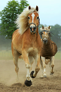 two brown horses running on ground