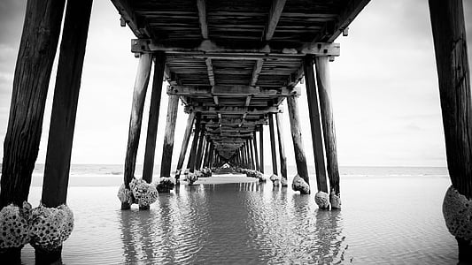 grayscale photo of wooden dock surrounded by body of water