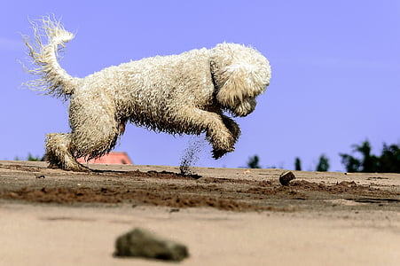 white dog digs on soil