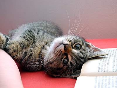 brown tabby cat lying near book