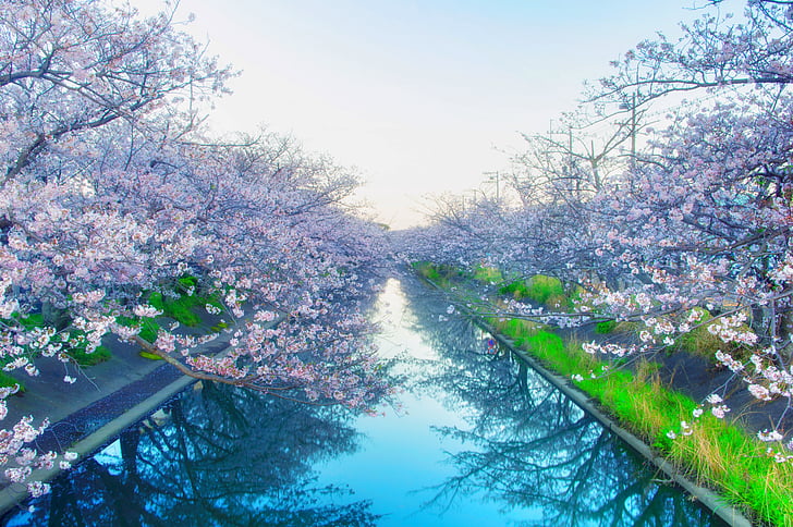 Cherry Blossom tree near body of water