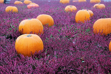 pumpkin lot on lavender