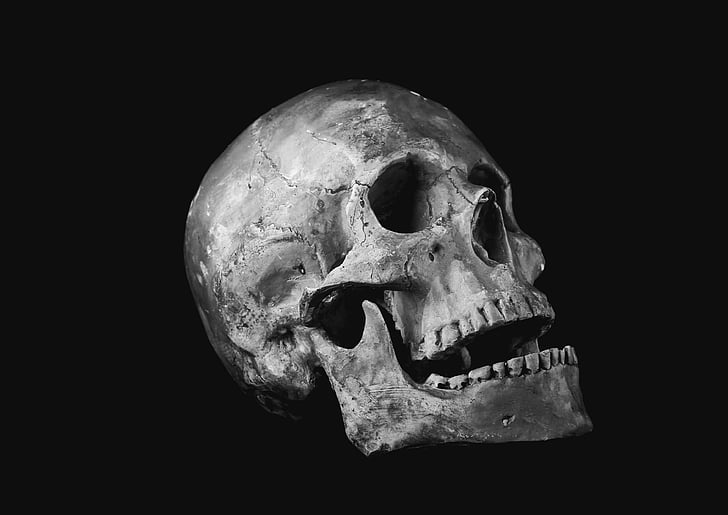 grayscale photo of human skull