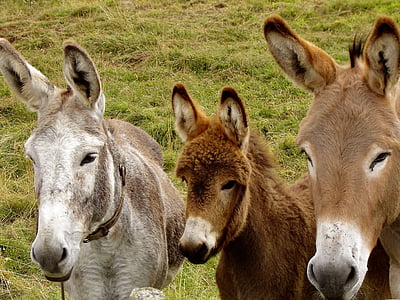 photo of three donkeys
