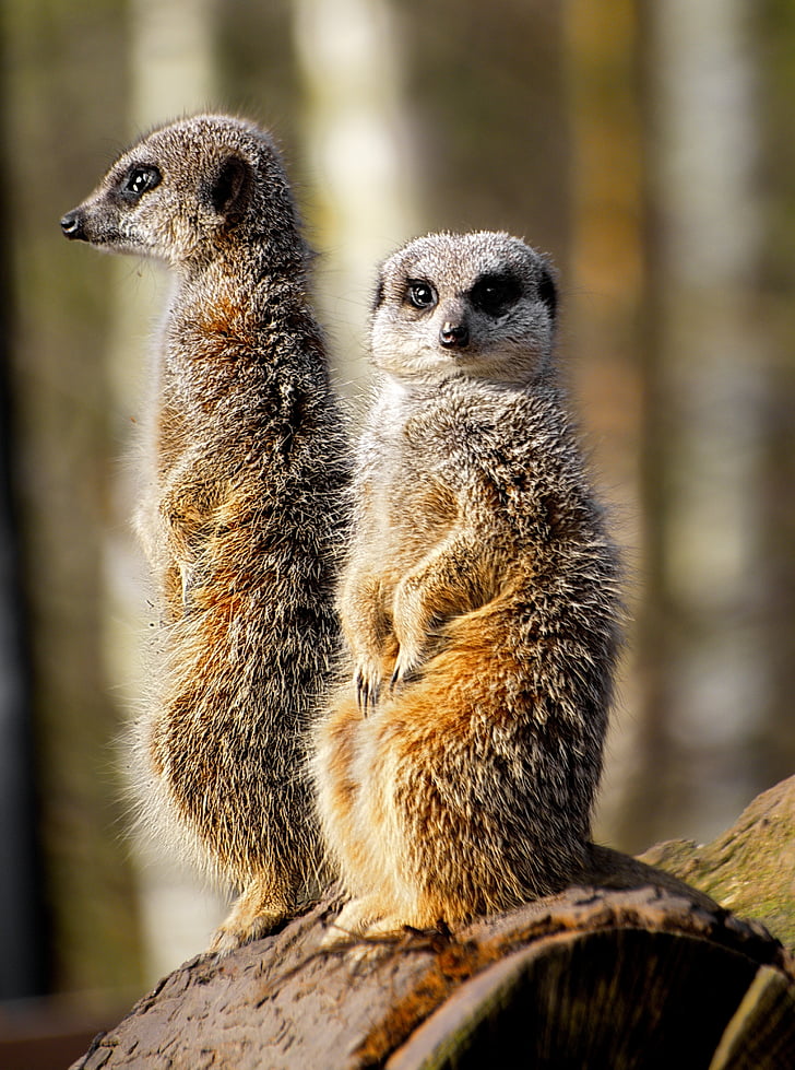 two meerkats at on brown surface