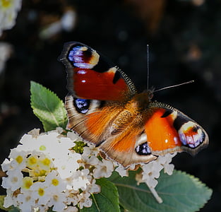 peacock butterfly on white petaled flowers