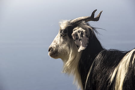wild life photography of black and white goat